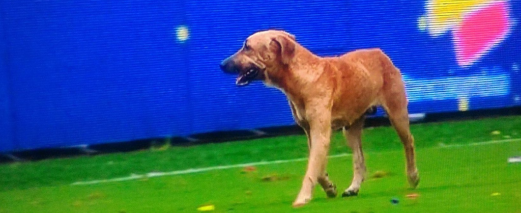 Εισβολή… σκύλου στο Κολομβία-Βραζιλία! (vid)