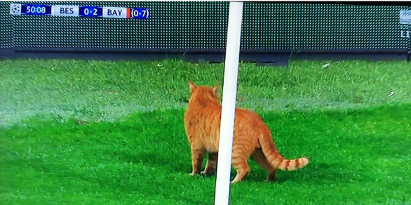 MVP της Μπάγερν Μονάχου ο… γάτος (pic)