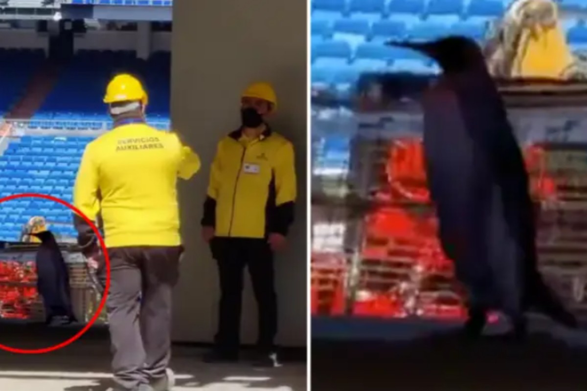 Κάμερα κατέγραψε δύο πιγκουίνους να περπατάνε στο Μπερναμπέου (vid)