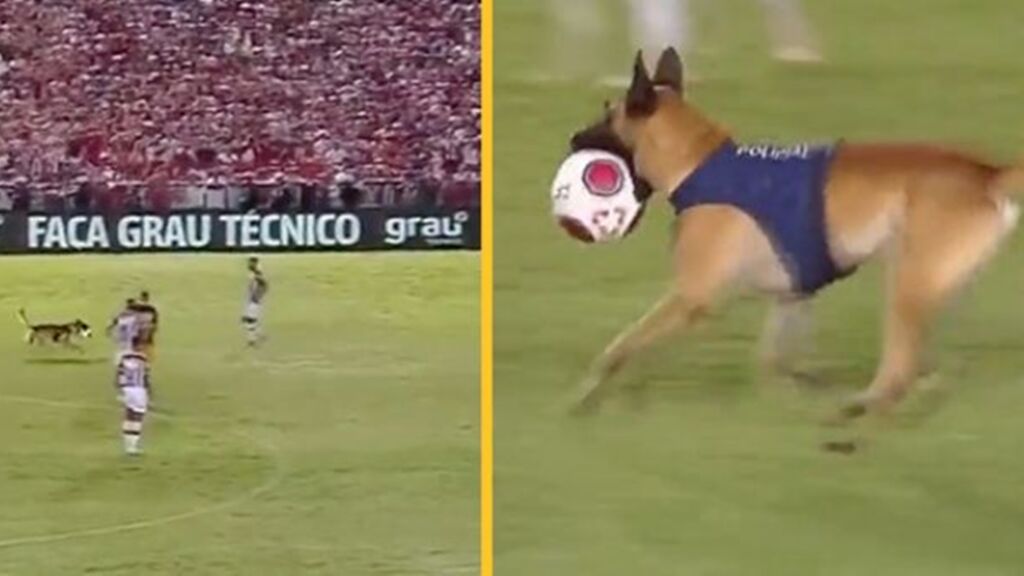 Σκύλος-εισβολέας της αστυνομίας στη Βραζιλία «έκλεψε» την μπάλα την ώρα του αγώνα! (vid)
