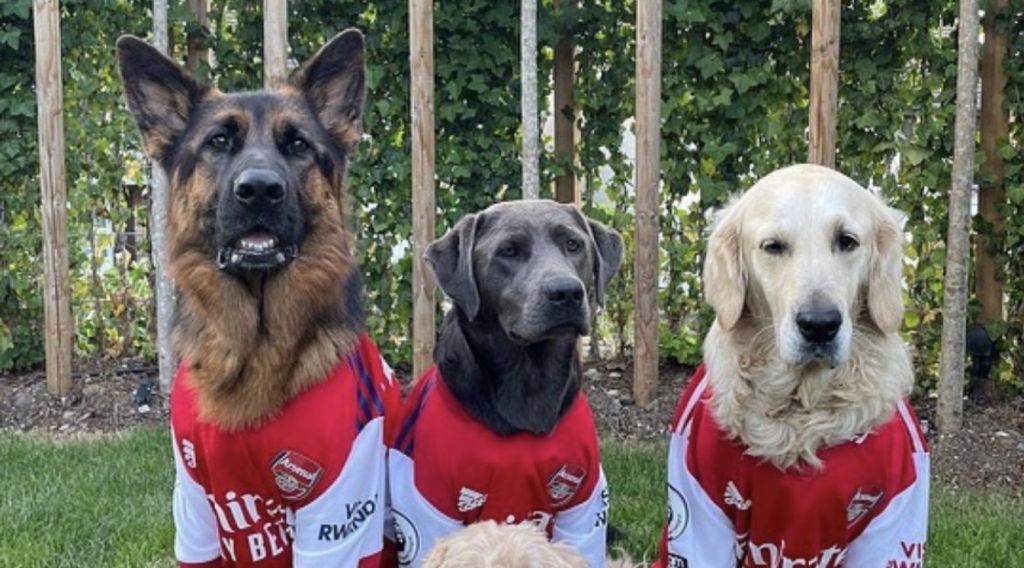 «Τρελάθηκαν» τα σκυλιά του Χάβερτς – Οι πιο… «σκληροί» οπαδοί της Άρσεναλ! (pic)