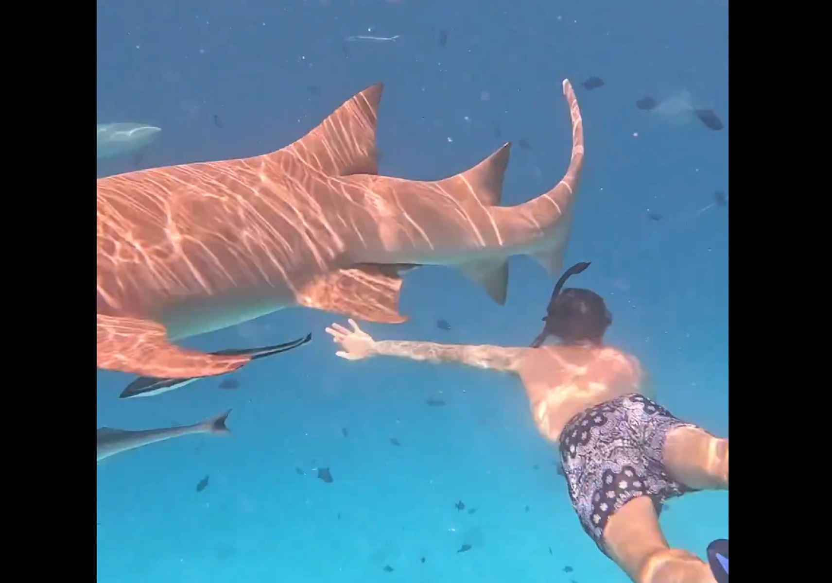 Ο αθεόφοβος Καλαφιόρι τα… έβαλε με τους καρχαρίες στις Μαλδίβες (vid)