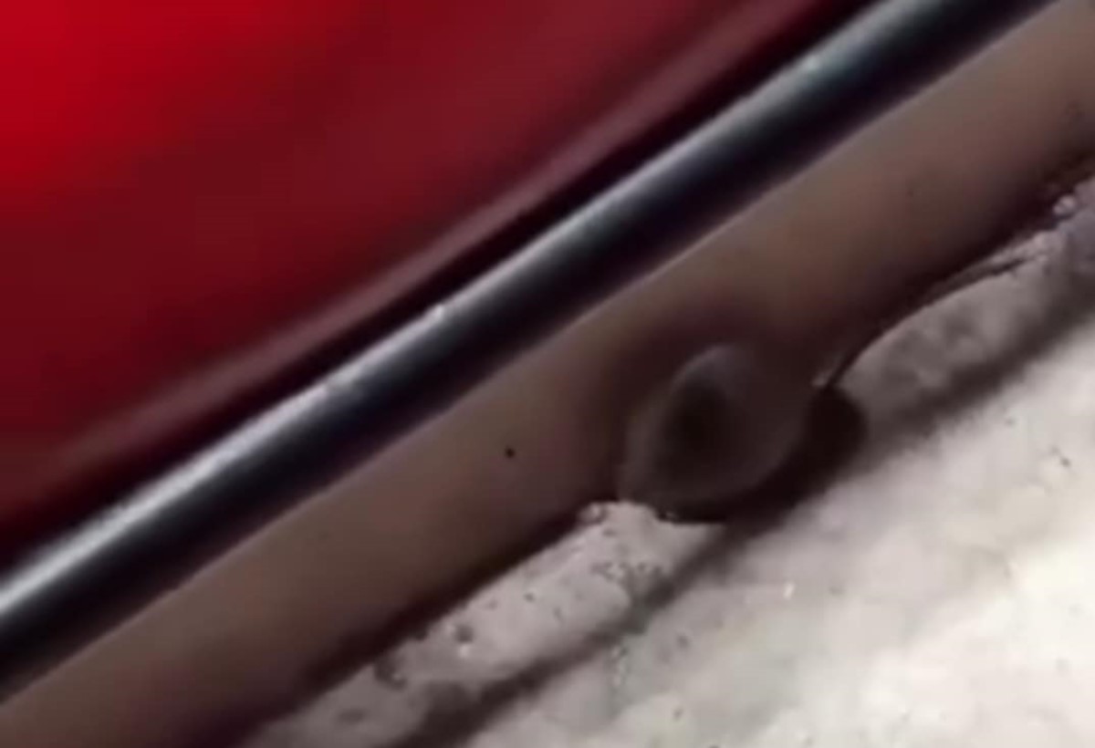 Αρουραίοι έκαναν «ντου» στο Ολντ Τράφορντ – Απαράδεκτες εικόνες (vid)