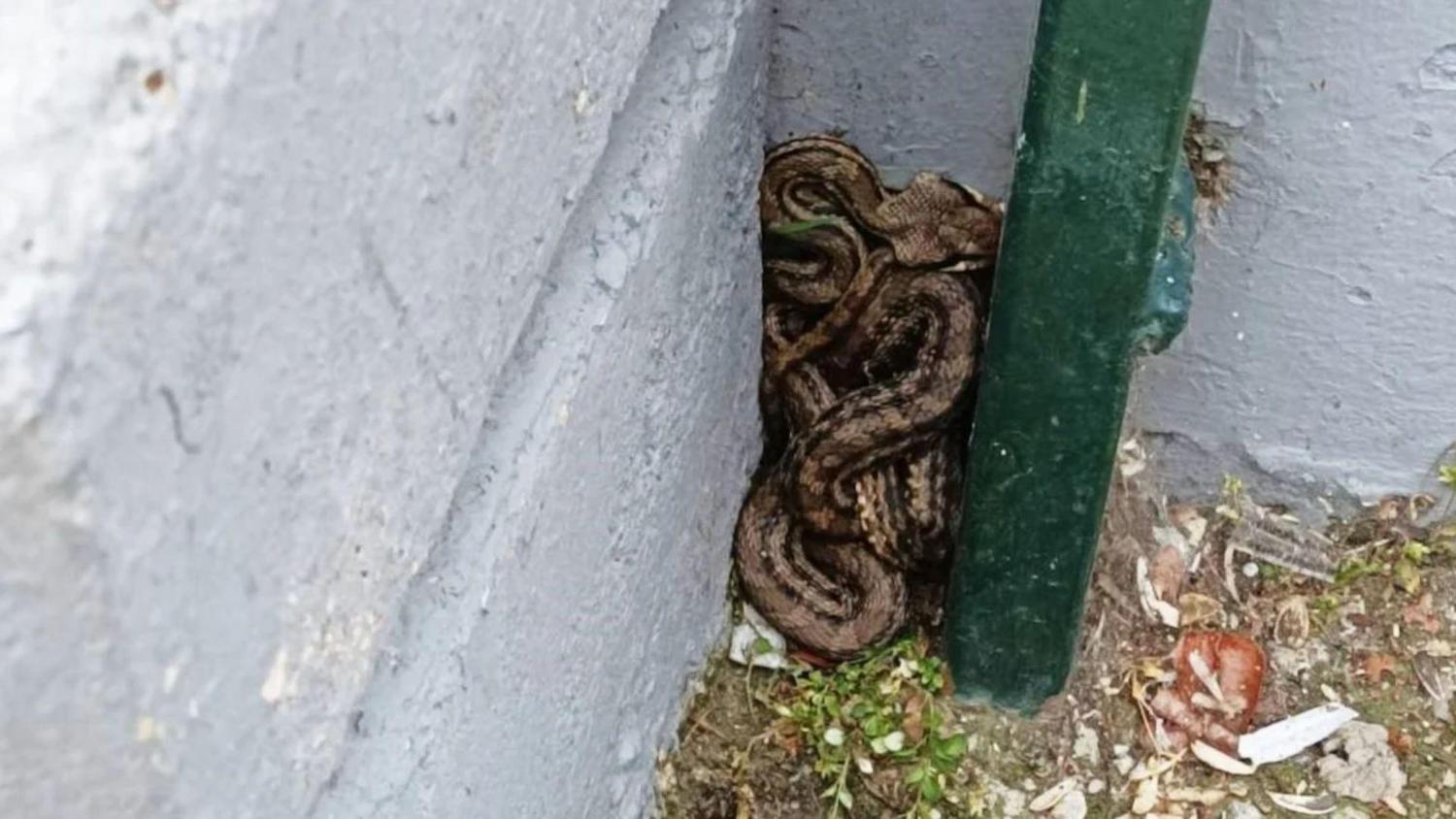 Πατήσια: Εντοπίστηκε σε σχολείο το μεγαλύτερο φίδι στην Ελλάδα