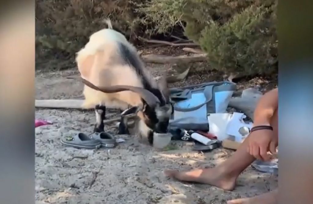 Κατσίκα πίνει… μοχίτο σε παραλία της Κρήτης (δείτε βίντεο)